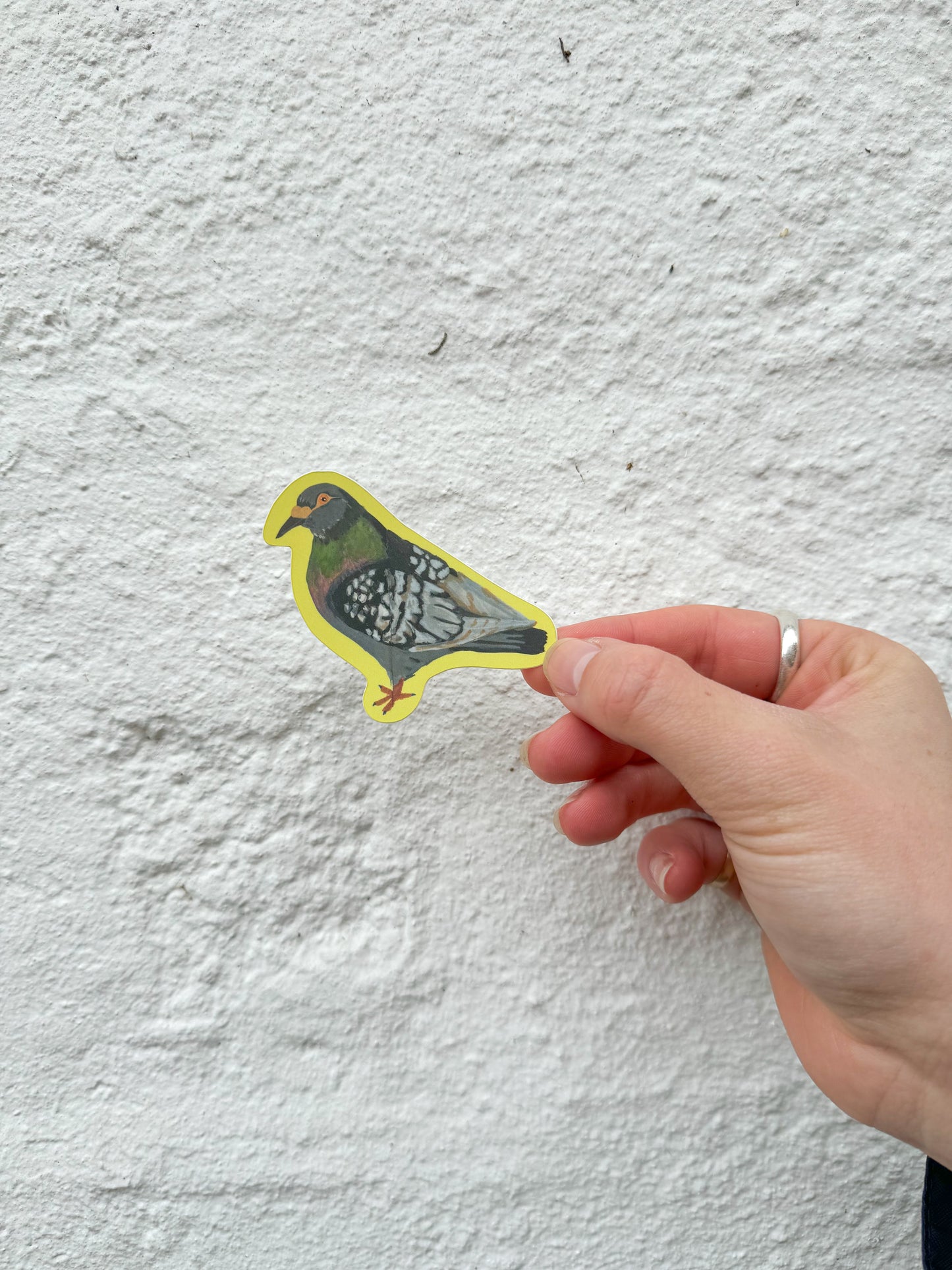 Painted pigeon sticker